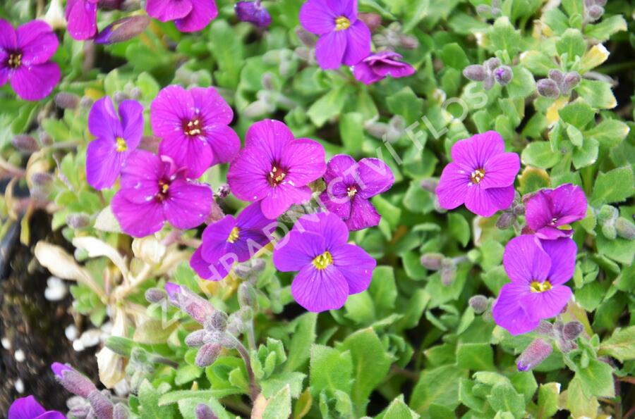 Tařička kosníkovitá 'Axcent Dark Purple' - Aubrieta deltoides 'Axcent Dark Purple'