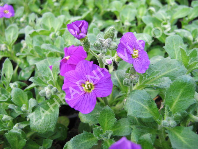 Tařička kosníkovitá 'Axcent Dark Purple' - Aubrieta deltoides 'Axcent Dark Purple'