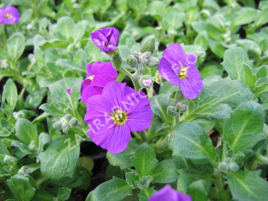 Tařička kosníkovitá 'Axcent Dark Purple' - Aubrieta deltoides 'Axcent Dark Purple'