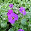 Tařička kosníkovitá 'Axcent Dark Purple' - Aubrieta deltoides 'Axcent Dark Purple'