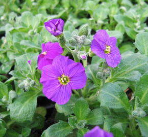 Tařička kosníkovitá 'Axcent Dark Purple' - Aubrieta deltoides 'Axcent Dark Purple'