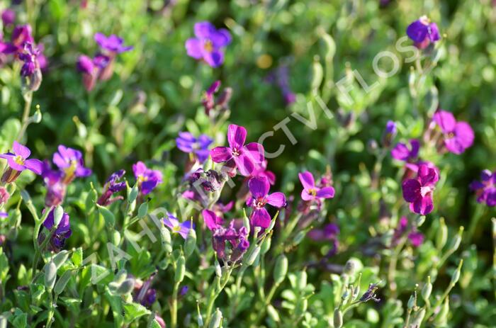 Tařička kosníkovitá 'Audrey Red Purple' - Aubrieta deltoides 'Audrey Red Purple'