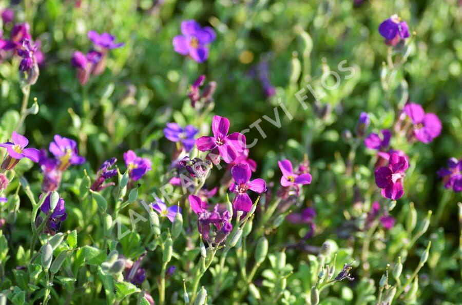 Tařička kosníkovitá 'Audrey Red Purple' - Aubrieta deltoides 'Audrey Red Purple'