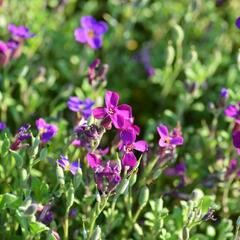 Tařička kosníkovitá 'Audrey Red Purple' - Aubrieta deltoides 'Audrey Red Purple'