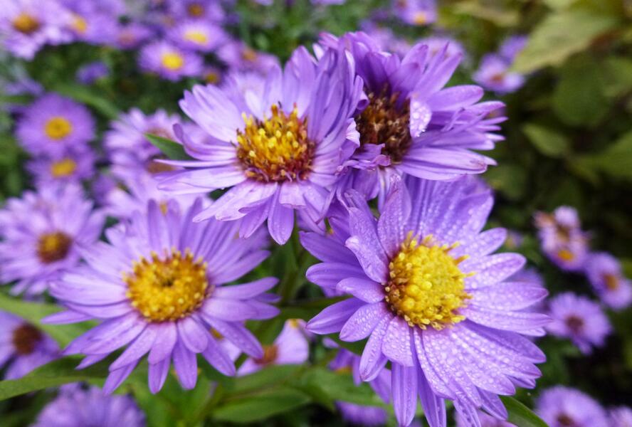 Hvězdnice novobelgická 'Reithingstal' - Aster novi-belgii 'Reithingstal'