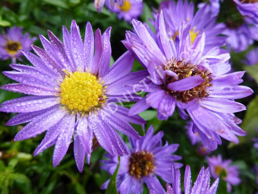 Hvězdnice novobelgická 'Reithingstal' - Aster novi-belgii 'Reithingstal'