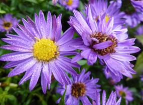 Hvězdnice novobelgická 'Reithingstal' - Aster novi-belgii 'Reithingstal'