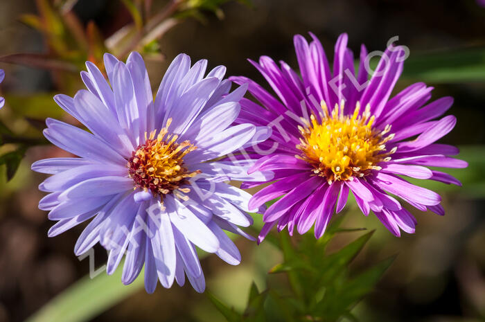 Hvězdnice novobelgická - Aster novi-belgii