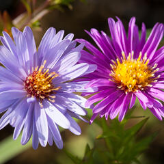 Hvězdnice novobelgická - Aster novi-belgii