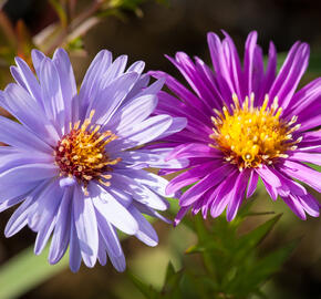 Hvězdnice novobelgická - Aster novi-belgii