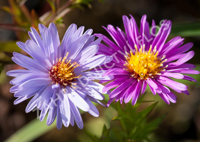 Hvězdnice novobelgická - Aster novi-belgii