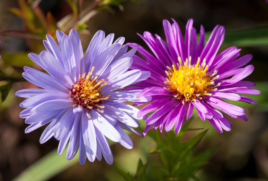 Hvězdnice novobelgická - Aster novi-belgii
