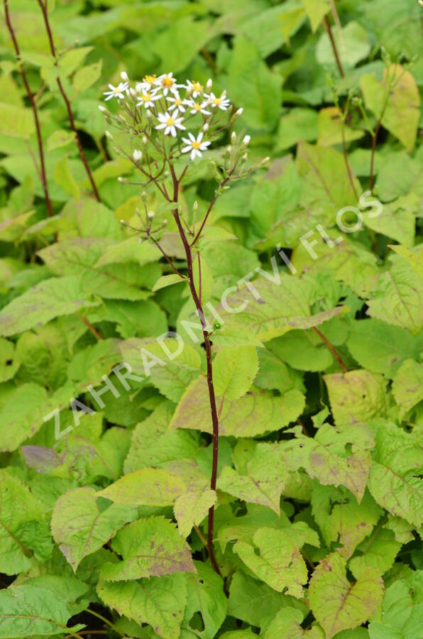 Hvězdnice velkolistá 'Albus' - Aster macrophyllus 'Albus'