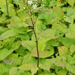 Hvězdnice velkolistá 'Albus' - Aster macrophyllus 'Albus'