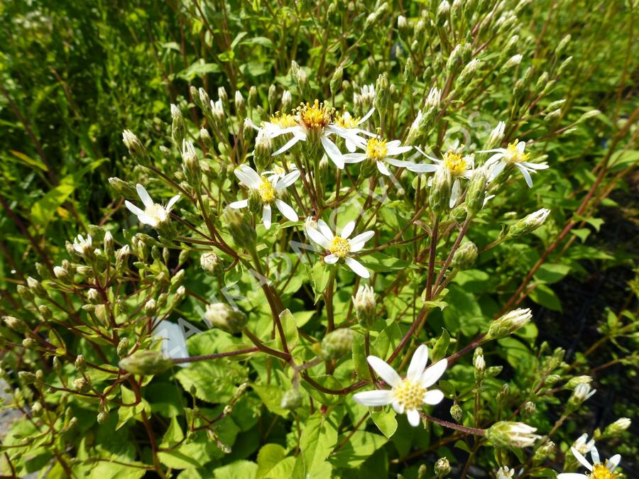 Hvězdnice velkolistá 'Albus' - Aster macrophyllus 'Albus'