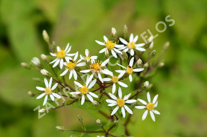 Hvězdnice velkolistá 'Albus' - Aster macrophyllus 'Albus'