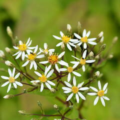 Hvězdnice velkolistá 'Albus' - Aster macrophyllus 'Albus'