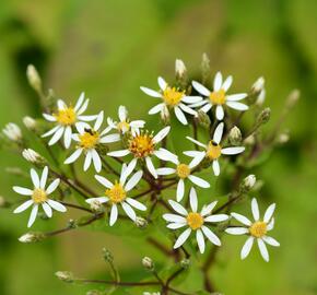 Hvězdnice velkolistá 'Albus' - Aster macrophyllus 'Albus'