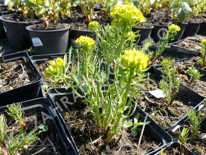 Pryšec chvojka 'Betten' - Euphorbia cyparissias 'Betten'