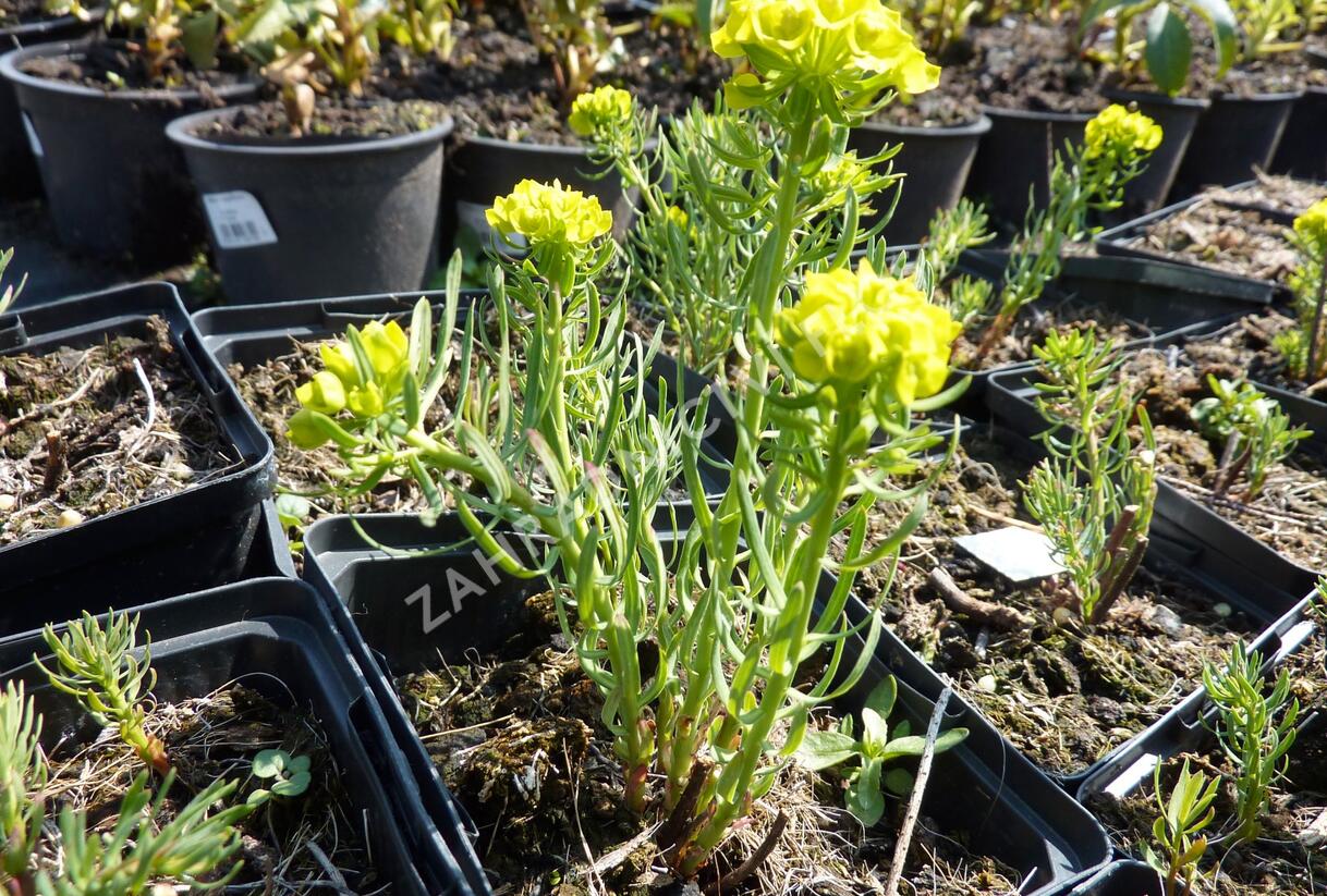 Pryšec chvojka 'Betten' - Euphorbia cyparissias 'Betten'