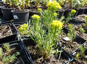 Pryšec chvojka 'Betten' - Euphorbia cyparissias 'Betten'