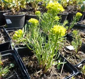 Pryšec chvojka 'Betten' - Euphorbia cyparissias 'Betten'