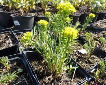 Pryšec chvojka 'Betten'