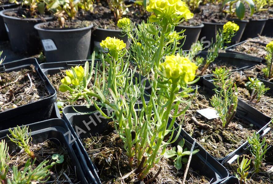 Pryšec chvojka 'Betten' - Euphorbia cyparissias 'Betten'