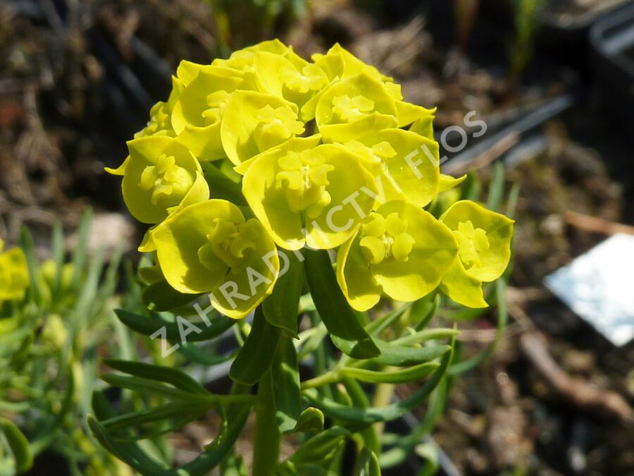 Pryšec chvojka 'Betten' - Euphorbia cyparissias 'Betten'