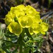 Pryšec chvojka 'Betten' - Euphorbia cyparissias 'Betten'