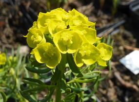 Pryšec chvojka 'Betten' - Euphorbia cyparissias 'Betten'