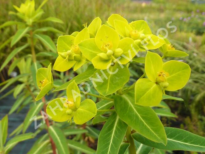 Pryšec 'Goldener Turm' - Euphorbia cornigera 'Goldener Turm'
