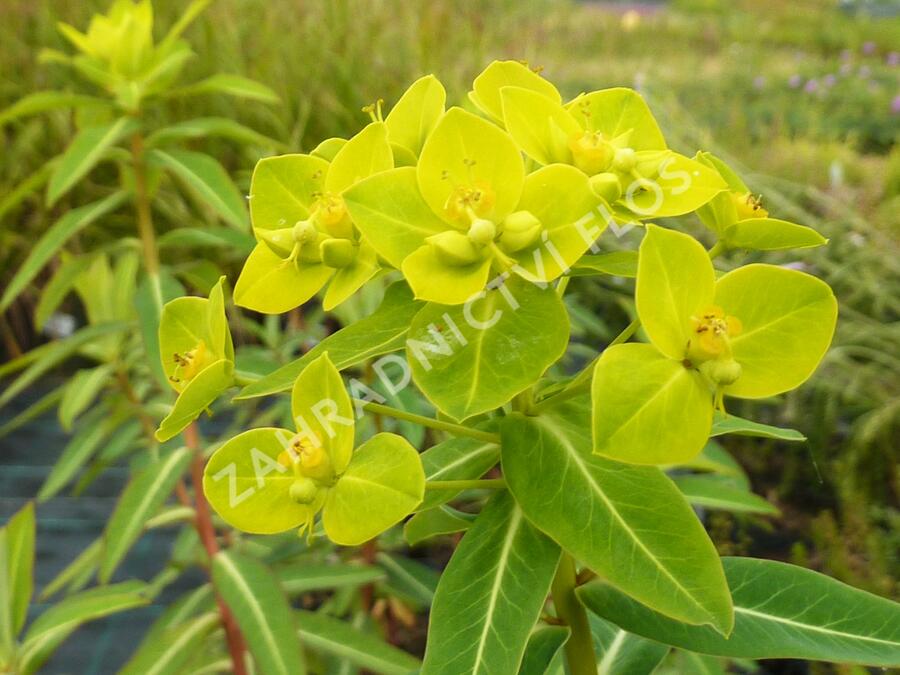 Pryšec 'Goldener Turm' - Euphorbia cornigera 'Goldener Turm'