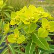Pryšec 'Goldener Turm' - Euphorbia cornigera 'Goldener Turm'