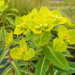 Pryšec 'Goldener Turm' - Euphorbia cornigera 'Goldener Turm'