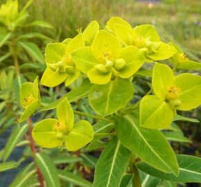 Pryšec 'Goldener Turm' - Euphorbia cornigera 'Goldener Turm'