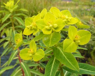 Pryšec 'Goldener Turm'