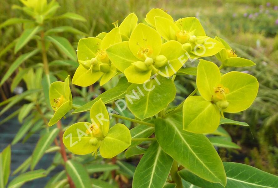 Pryšec 'Goldener Turm' - Euphorbia cornigera 'Goldener Turm'