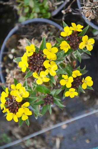 Trýzel 'Goldstaub' - Erysimum suffruticosum 'Goldstaub'