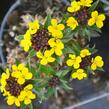 Trýzel 'Goldstaub' - Erysimum suffruticosum 'Goldstaub'