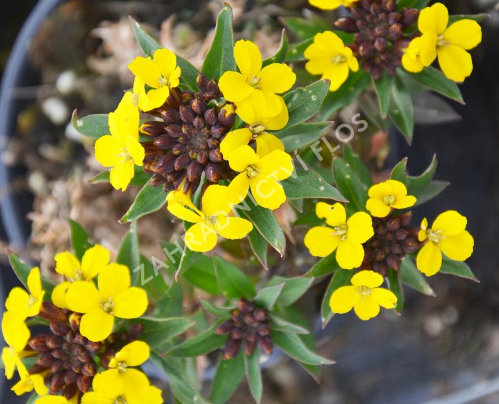 Trýzel 'Goldstaub' - Erysimum suffruticosum 'Goldstaub'