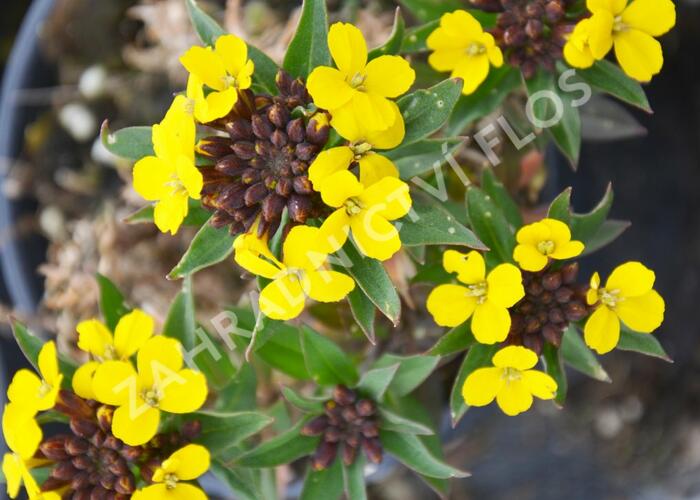 Trýzel 'Goldstaub' - Erysimum suffruticosum 'Goldstaub'