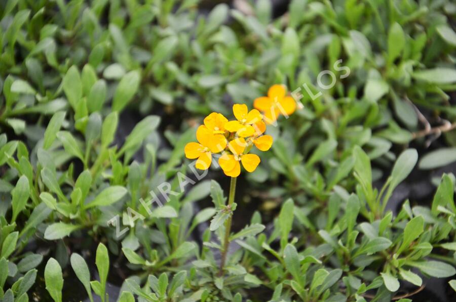 Trýzel 'Orange Flame' - Erysimum linifolium 'Orange Flame'