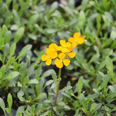 Trýzel 'Orange Flame' - Erysimum linifolium 'Orange Flame'