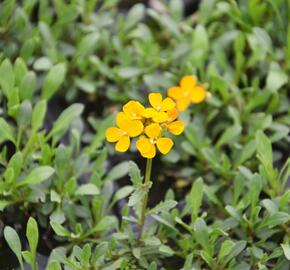 Trýzel 'Orange Flame' - Erysimum linifolium 'Orange Flame'