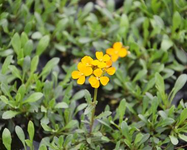 Trýzel lnolistý 'Orange Flame'