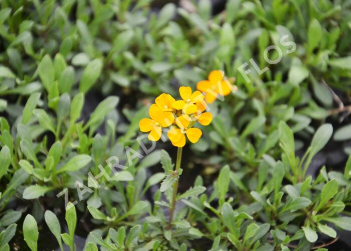 Trýzel 'Orange Flame' - Erysimum linifolium 'Orange Flame'