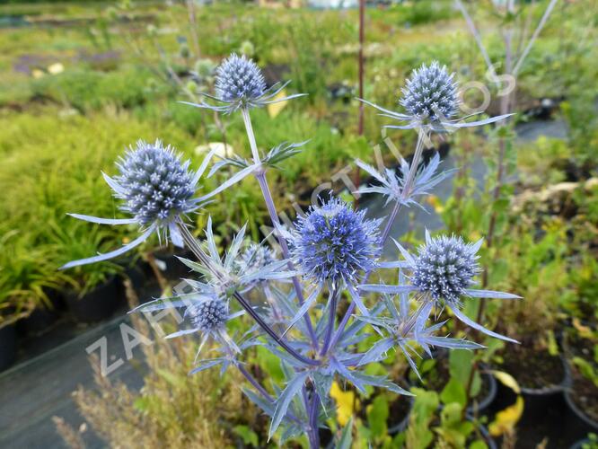 Máčka plocholistá - Eryngium planum