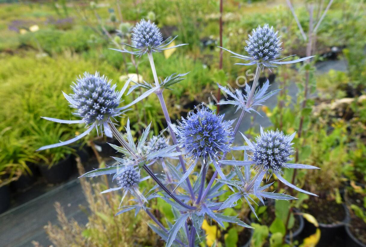 Máčka plocholistá - Eryngium planum