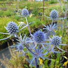 Máčka plocholistá - Eryngium planum